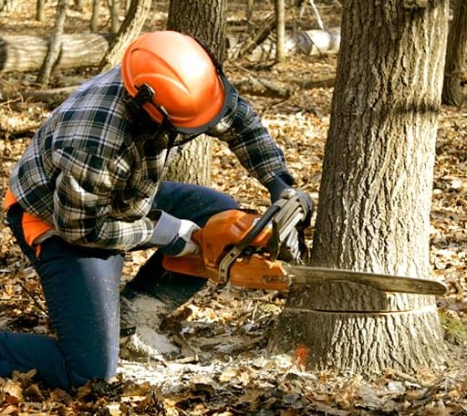 Tree Removal in Castlewood, SD